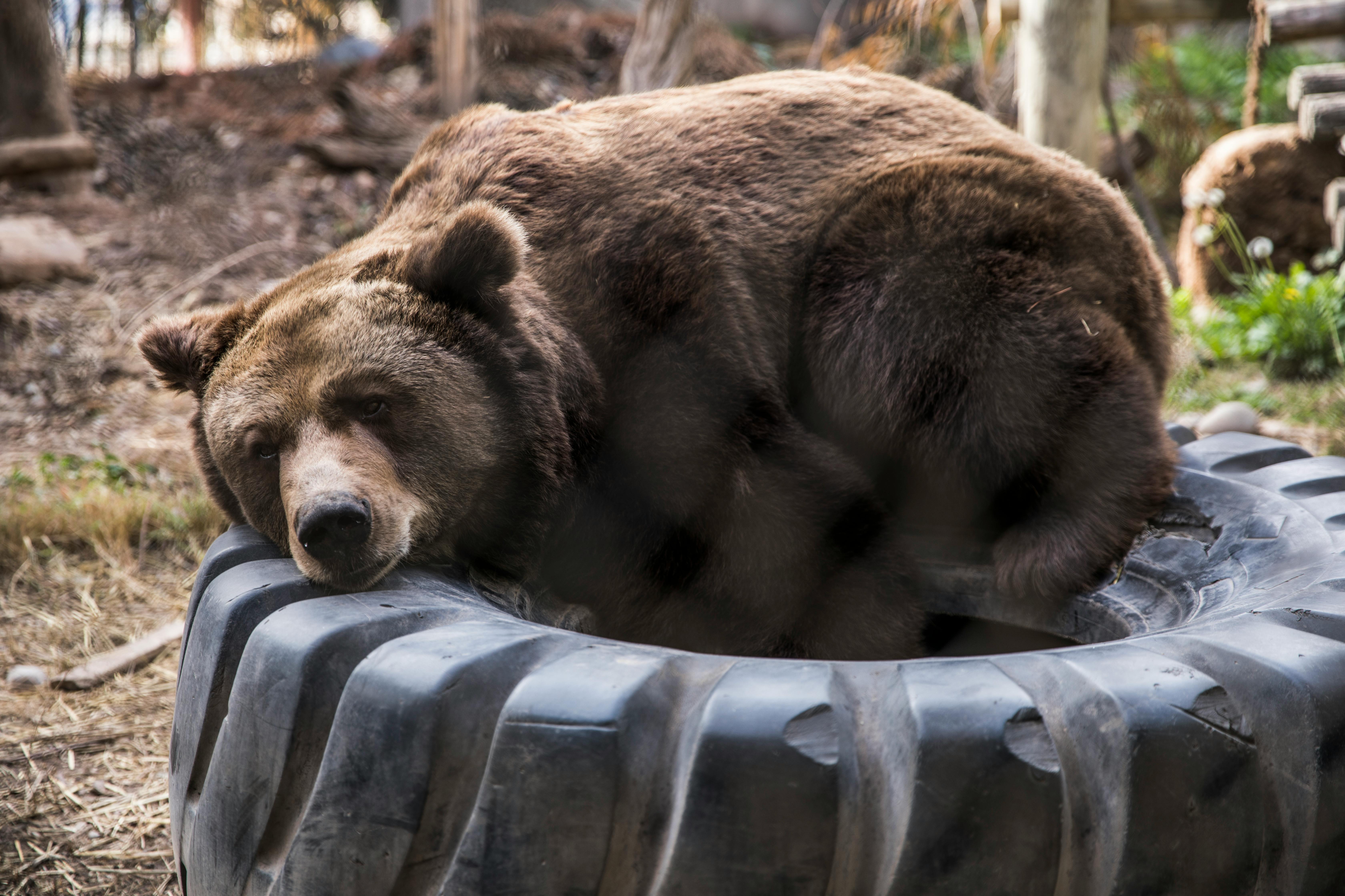 bear