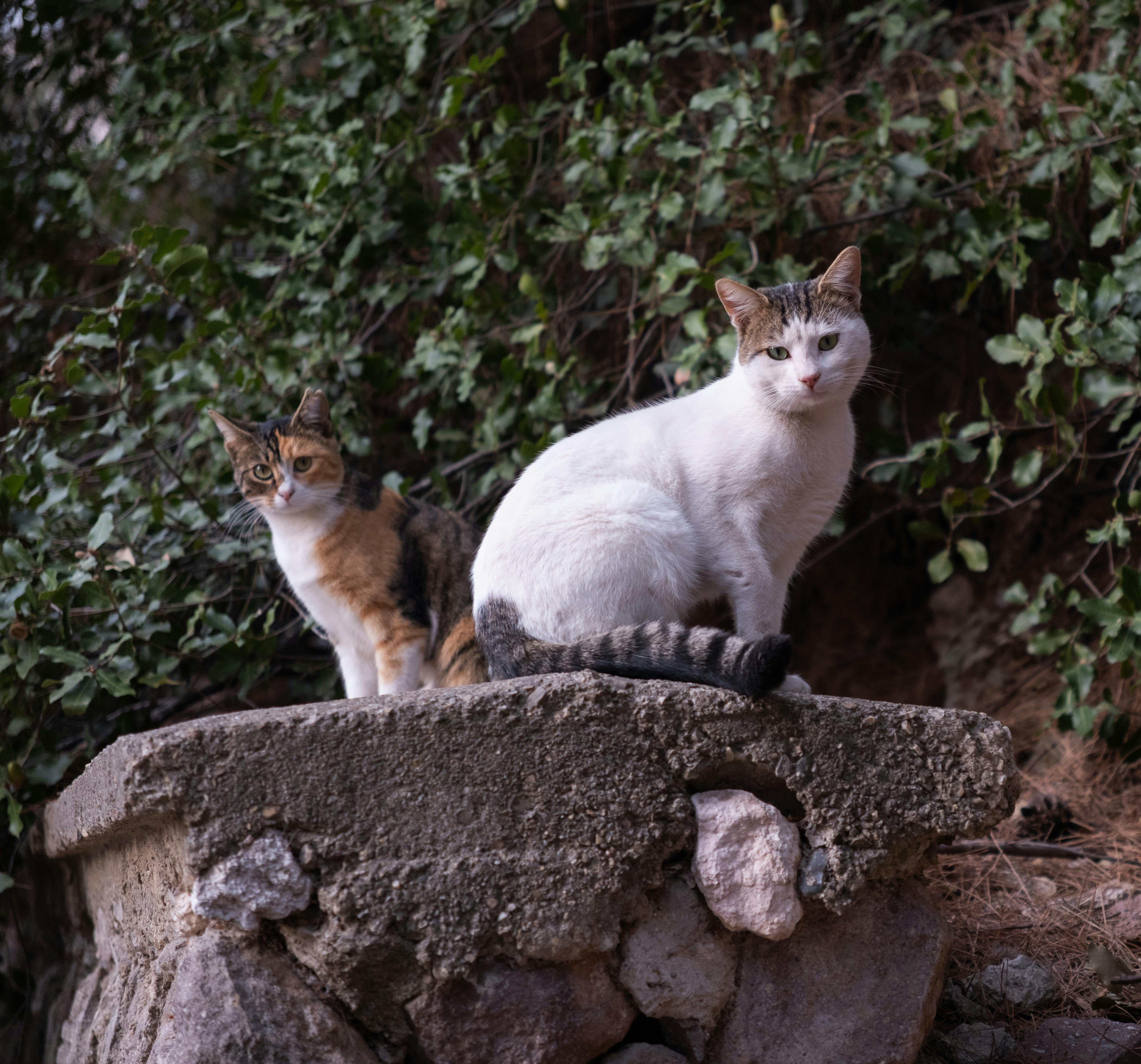 cat