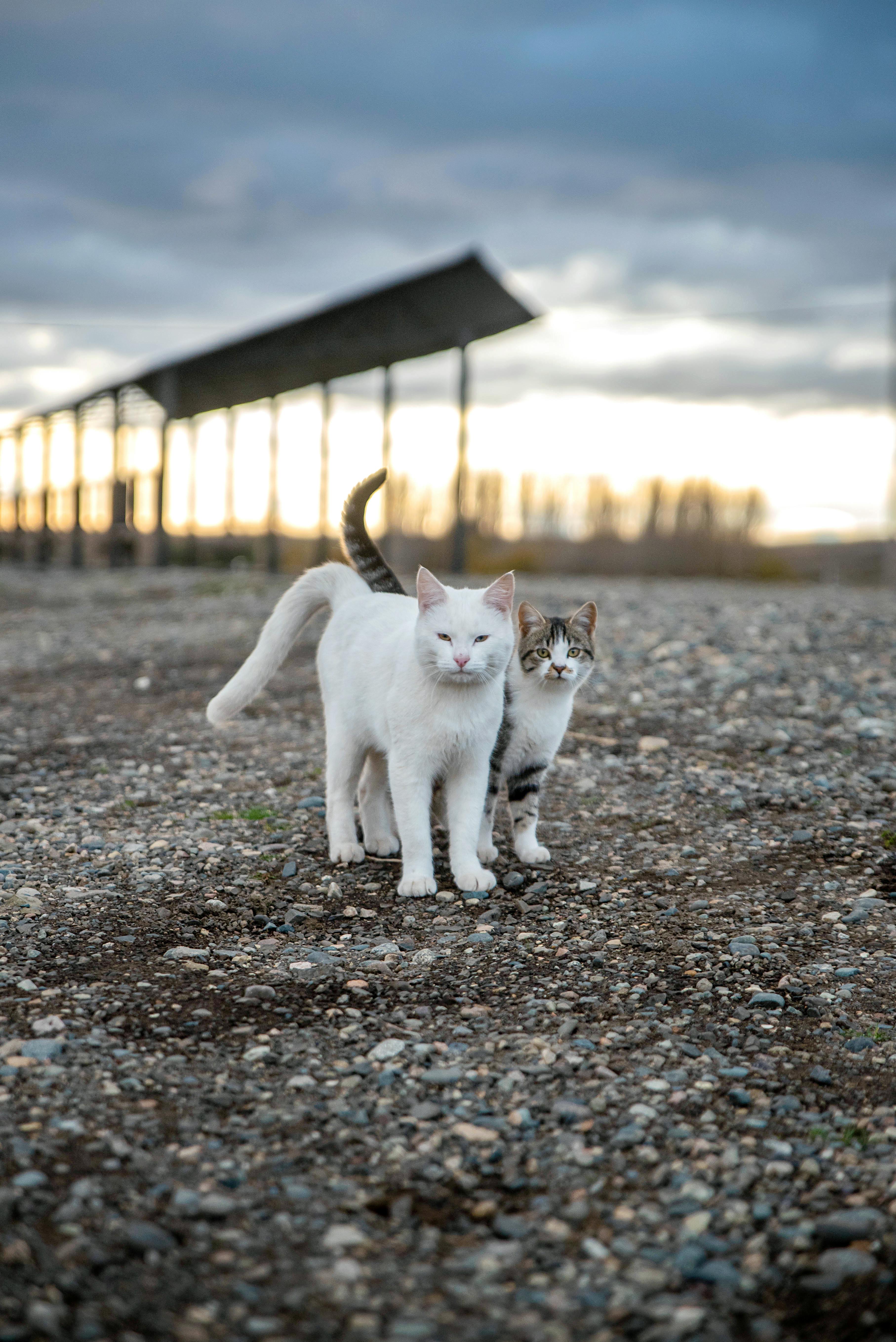 cat