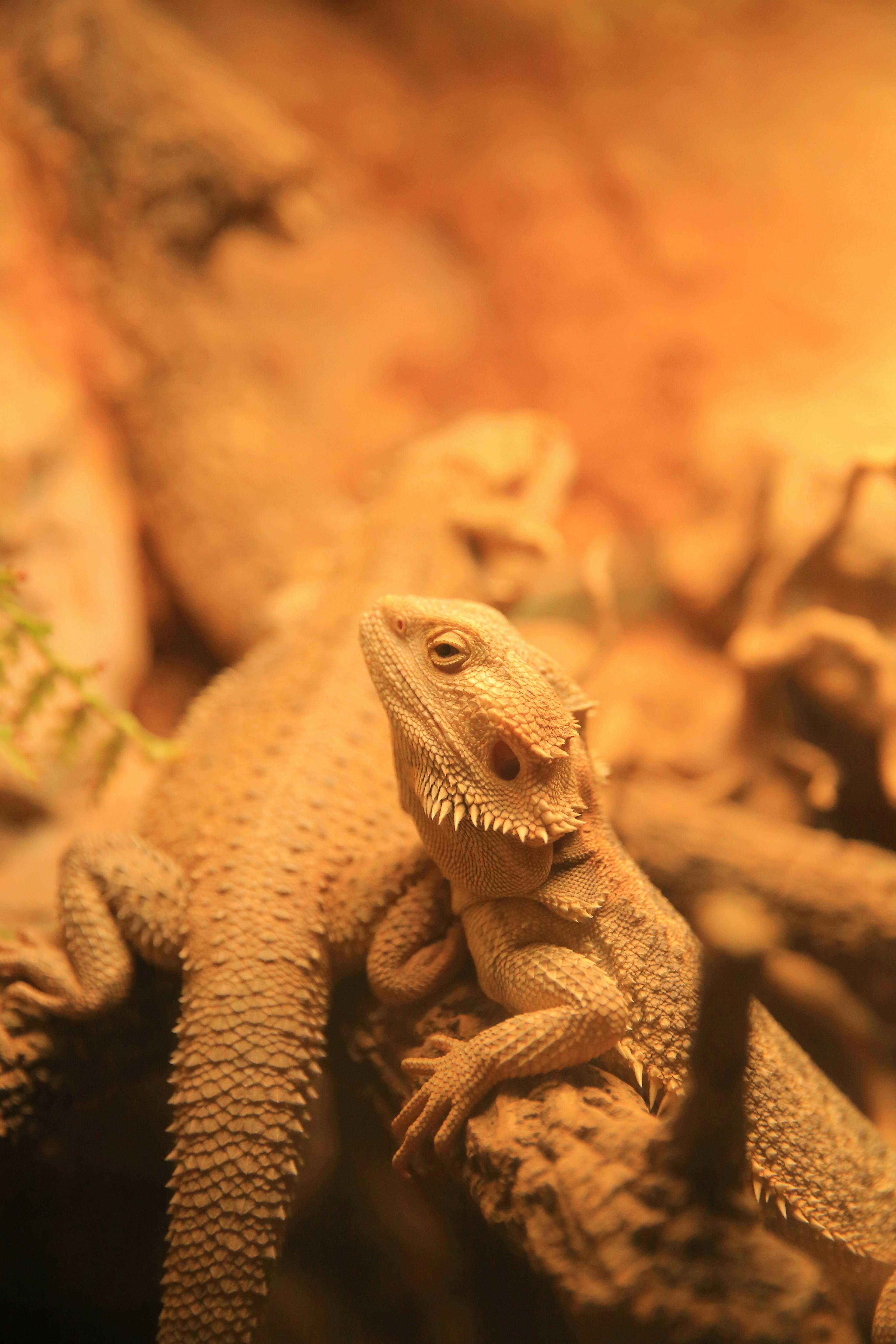 lizard