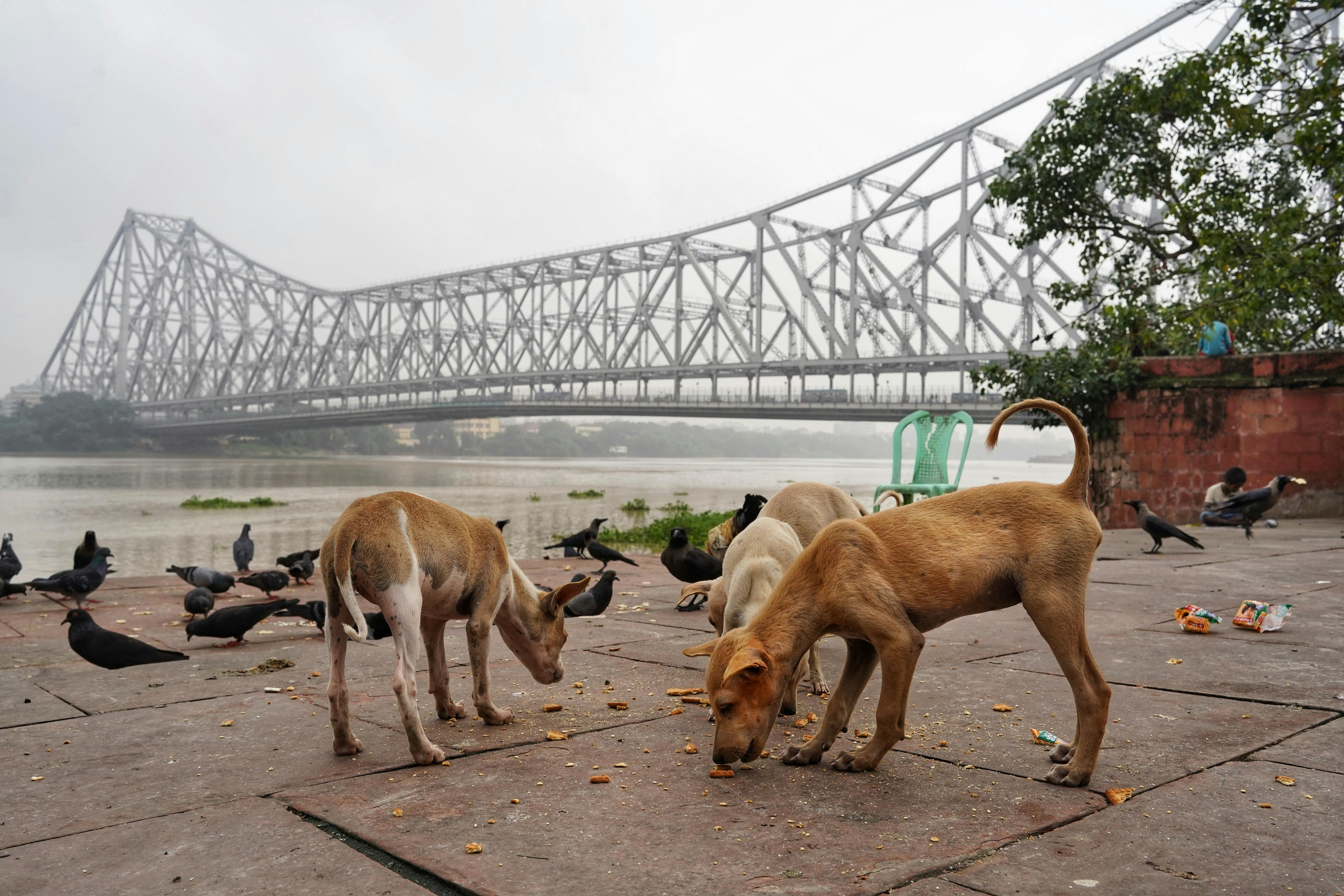 Stray dogs eating