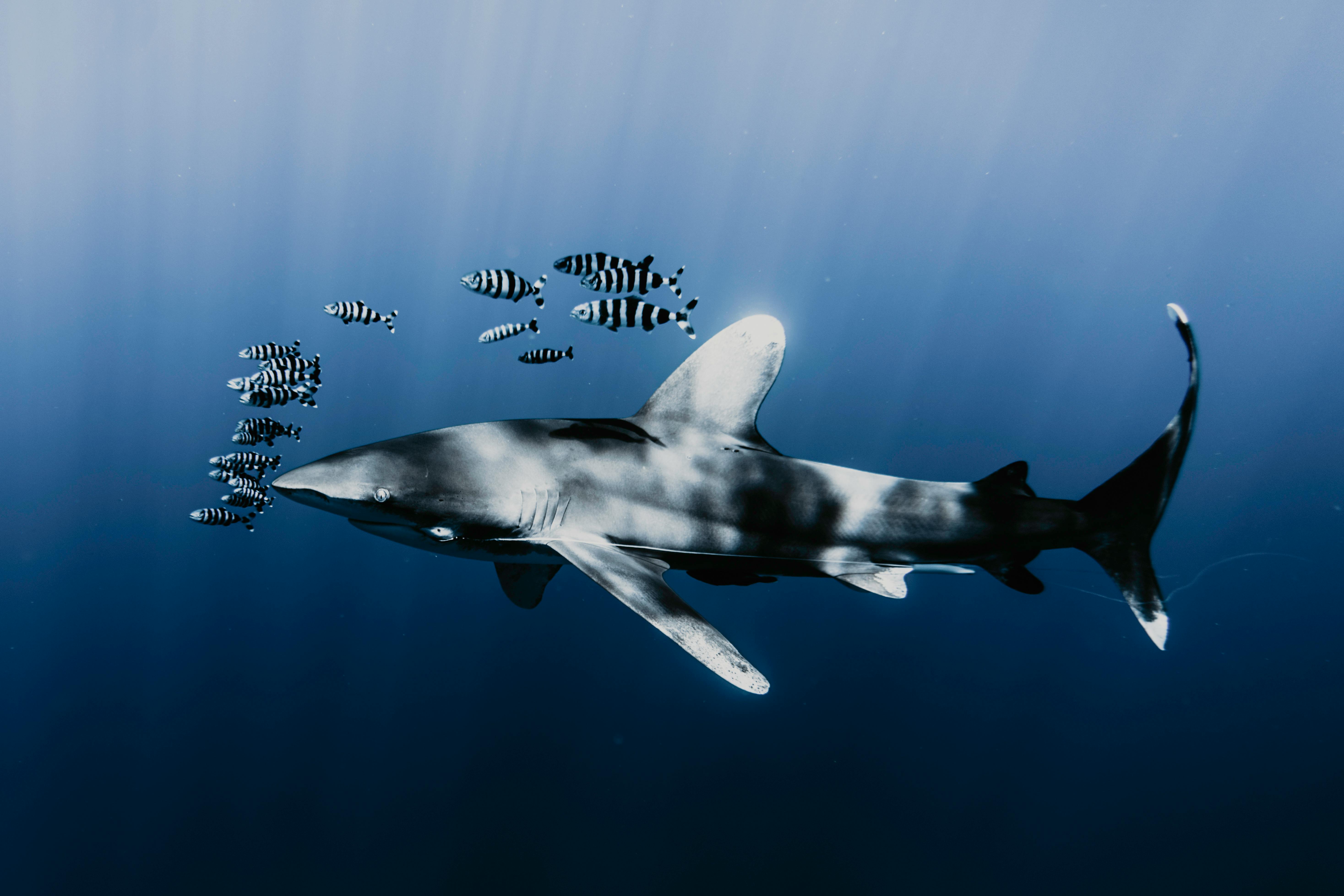Photo of shark