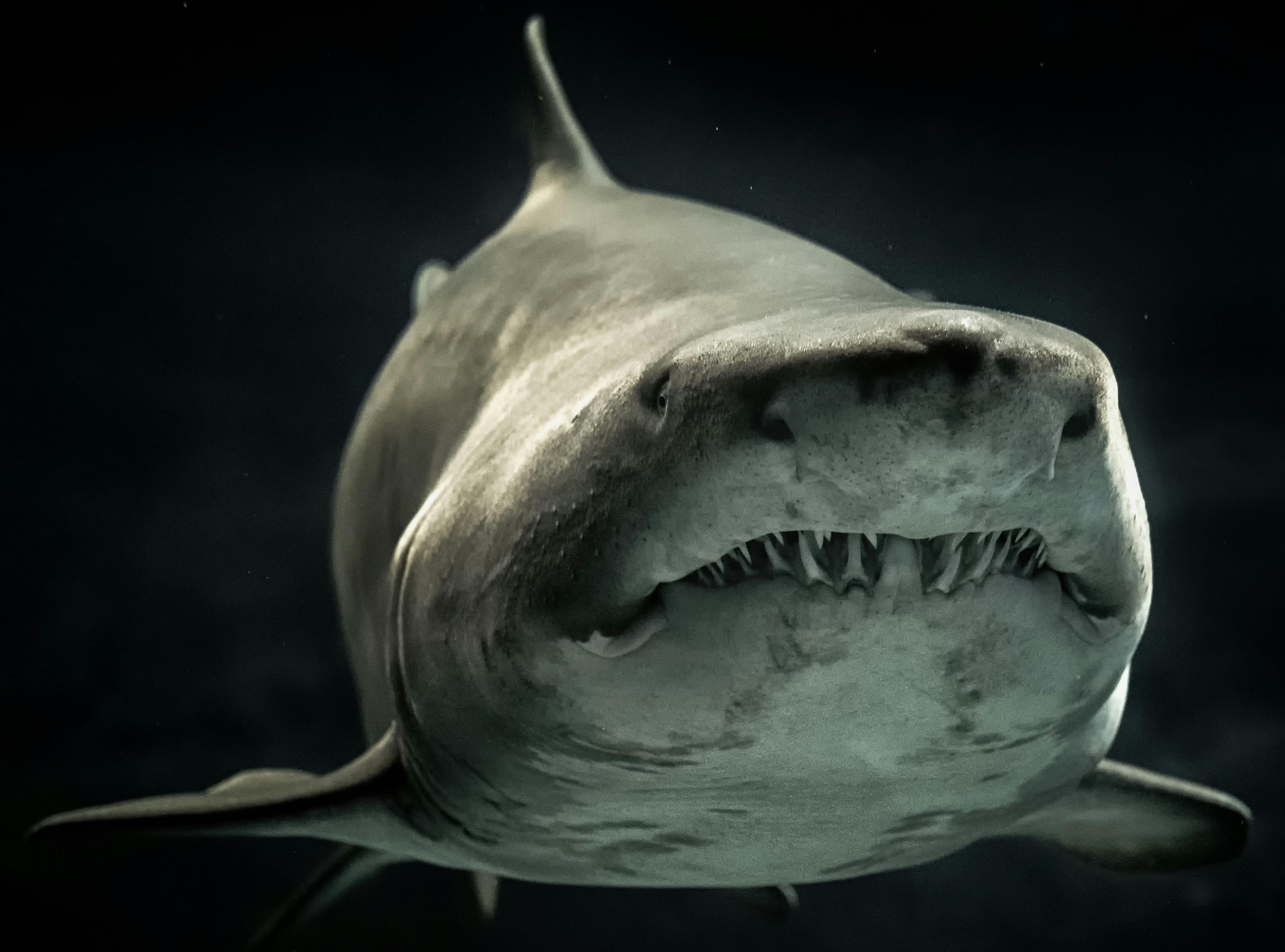 Shark logo